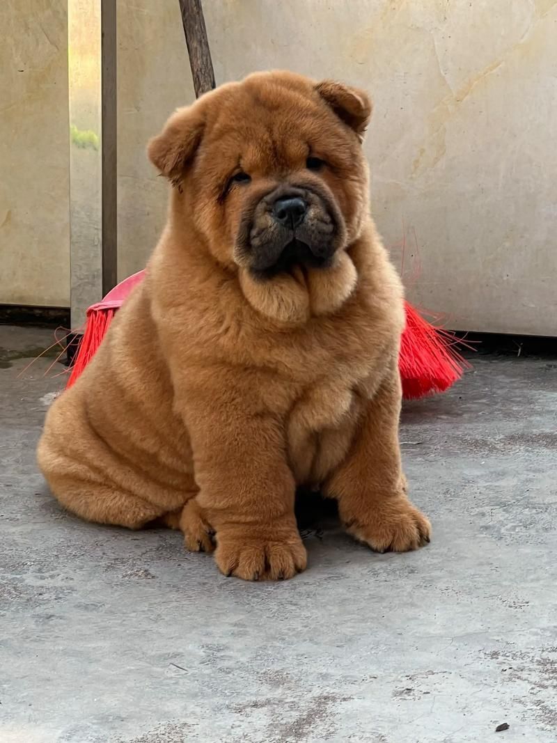 賽級犬圖片