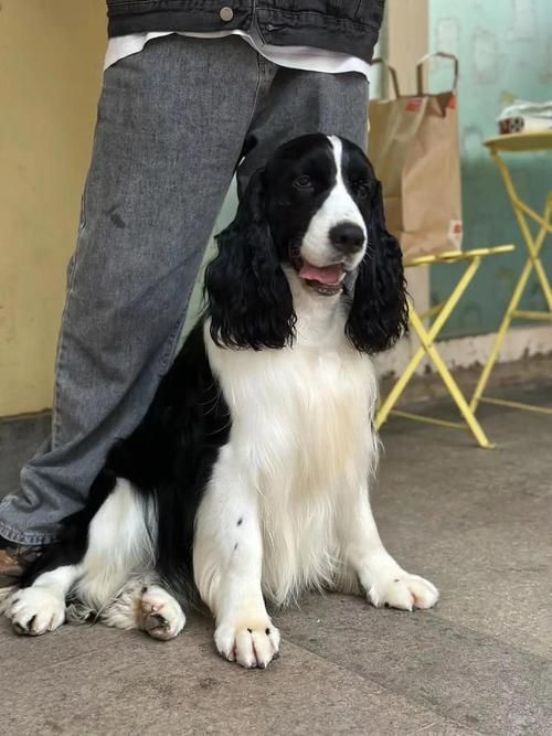 賽級犬圖片