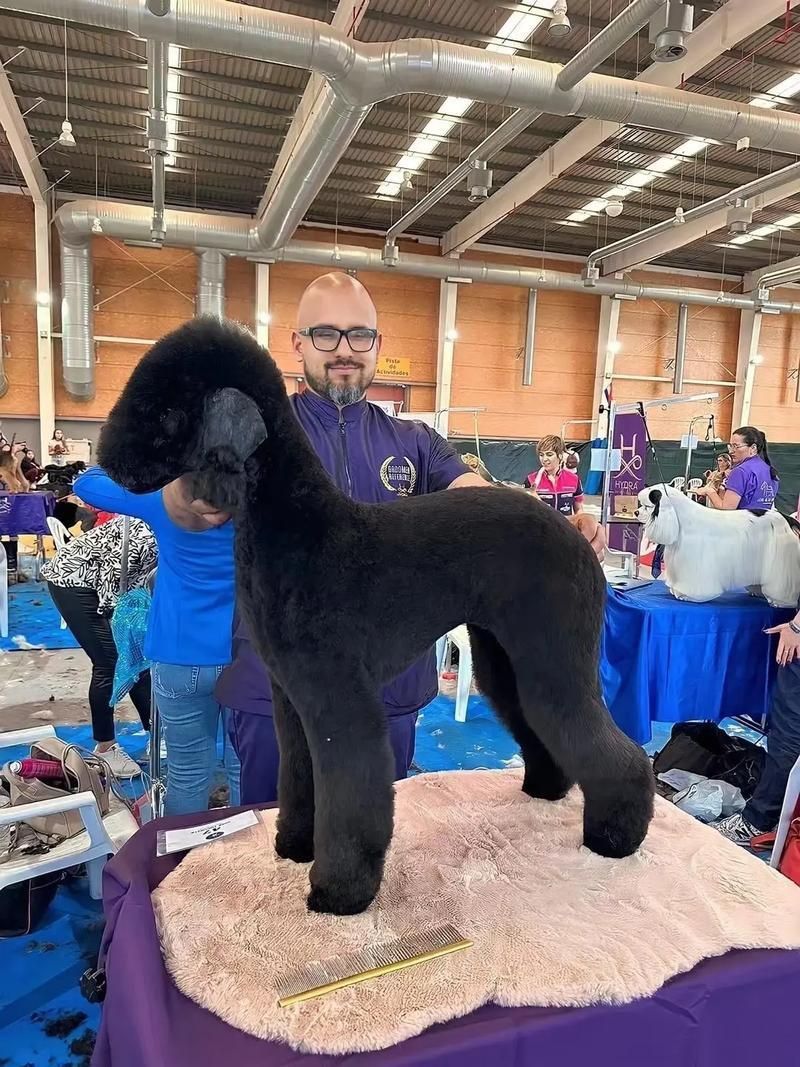 賽級犬圖片