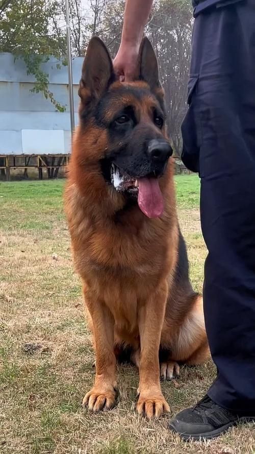 賽級犬圖片