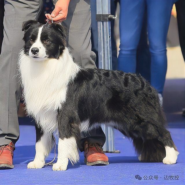 賽級犬圖片