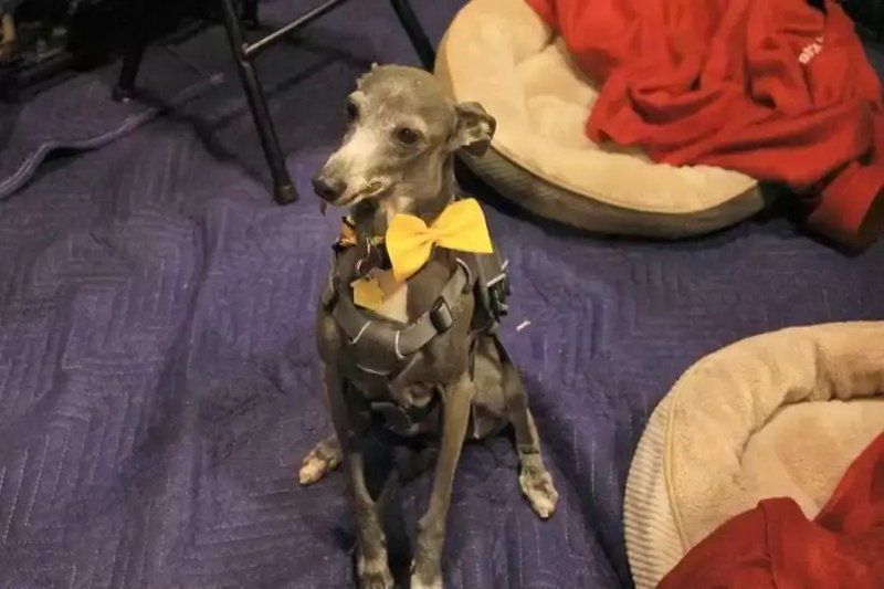 賽級犬圖片