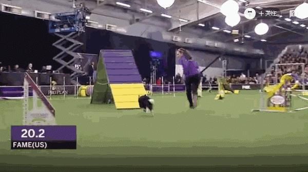 賽級犬圖片