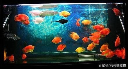 龍魚可以和鸚鵡魚混養嗎：龍魚和鸚鵡魚可以混養嗎龍魚和鸚鵡魚可以混養嗎