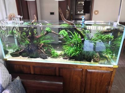 龍魚缸下層魚，龍魚缸下層魚養(yǎng)殖技巧