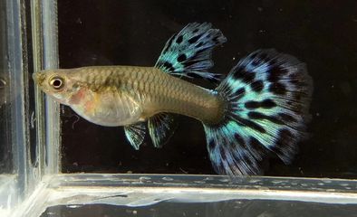 龍魚缸下層魚，龍魚缸下層魚養(yǎng)殖技巧