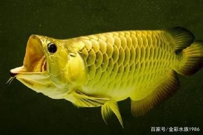 養(yǎng)一條龍魚有啥寓意：養(yǎng)龍魚有什么寓意？