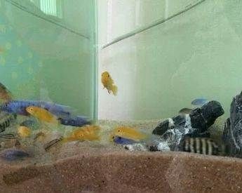 龍魚進(jìn)口手續(xù)流程視頻講解：龍魚進(jìn)口手續(xù)