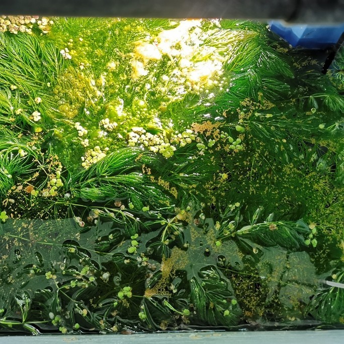 沼澤缸