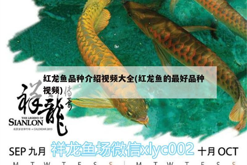 賽罕區(qū)侯振華錦鯉養(yǎng)殖場（賽罕區(qū)侯振華錦鯉養(yǎng)殖場地址）