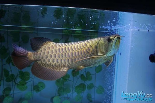 如何選擇龍魚幼魚：新手選擇龍魚幼魚時需要考慮的關鍵因素和注意事項