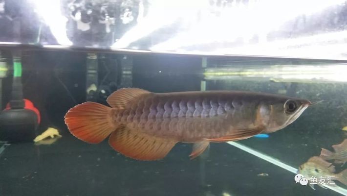 如何選擇龍魚幼魚：新手選擇龍魚幼魚時需要考慮的關鍵因素和注意事項