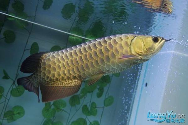 如何選擇龍魚幼魚：新手選擇龍魚幼魚時需要考慮的關鍵因素和注意事項