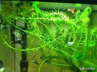 新手養魚魚缸推薦（新手養魚選擇魚缸時，需要考慮哪些因素）