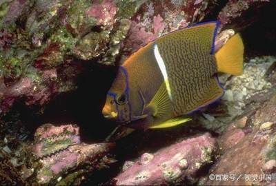 三角龍魚長什么樣子：三角龍魚是一種虛構的生物，它并不是真實存在的動物