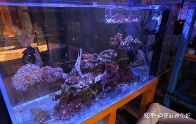 底濾魚缸水渾濁