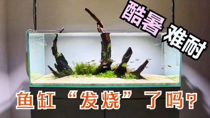 紅龍魚批發市場的電話電話號碼，紅龍魚批發市場電話及電話號碼對于紅龍魚批發市場電話及電話號碼