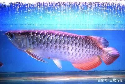 哪里賣龍魚便宜又好：在哪里購買到便宜又好的龍魚