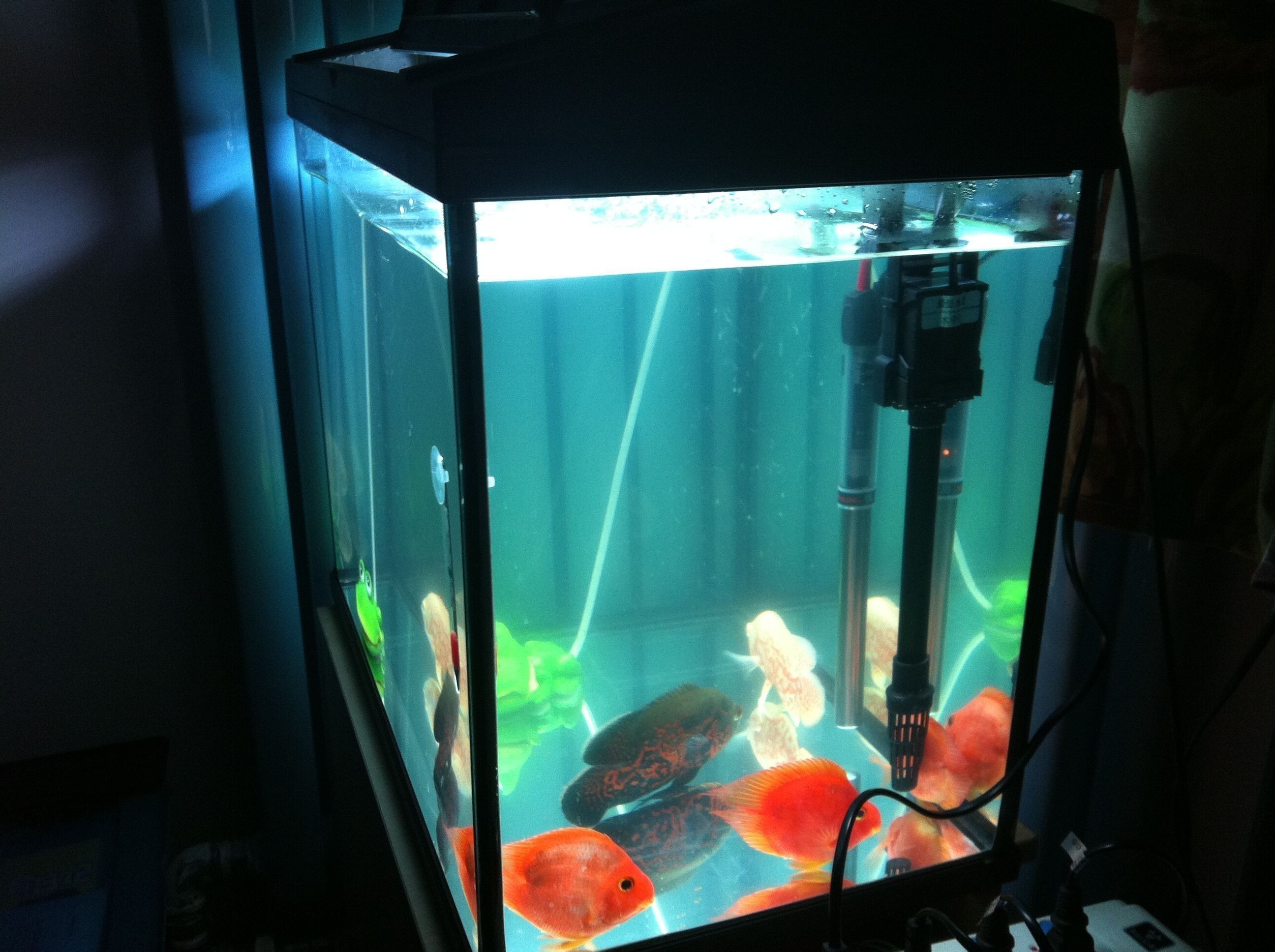 成魚過背金龍魚圖片大全（如何挑選成魚過背金龍魚）