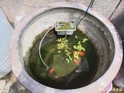 選擇一款合適的觀賞魚缸水泵是確保魚缸生態系統健康運行的關鍵步驟：如何選擇一款合適的觀賞魚缸水泵
