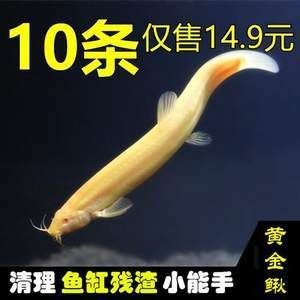 小金龍魚苗多少錢一條?。盒〗瘕堲~苗價格