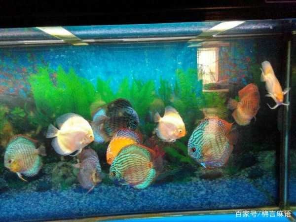 換水后魚缸水質渾濁可能是由于換水方式不當、水質波動過大：換水后魚缸變得更渾濁可能是由于多種原因造成的