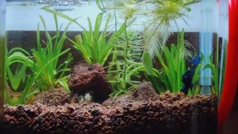 換水后魚缸水質渾濁可能是由于換水方式不當、水質波動過大：換水后魚缸變得更渾濁可能是由于多種原因造成的