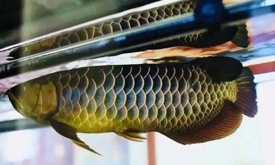 三十公分金龍魚顏色變了沒有（金龍魚的顏色變化是一個復雜的生理過程）