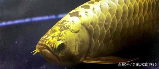 三十公分金龍魚顏色變了沒有（金龍魚的顏色變化是一個復雜的生理過程）