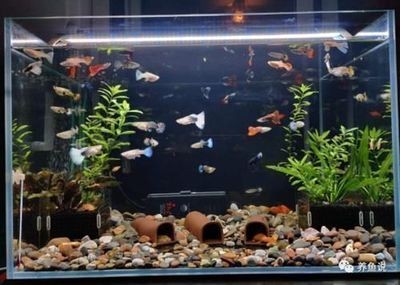 底砂過濾魚缸（關于底砂過濾魚缸的詳細信息）