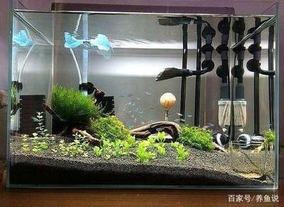 底砂過濾魚缸（關于底砂過濾魚缸的詳細信息）