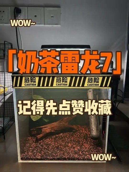 淡水海龍魚(yú)能吃紅蟲(chóng)嗎視頻講解