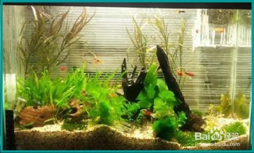 如何穩(wěn)定魚缸水溫：穩(wěn)定魚缸水溫是養(yǎng)魚的關(guān)鍵