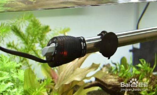 如何穩(wěn)定魚缸水溫：穩(wěn)定魚缸水溫是養(yǎng)魚的關(guān)鍵