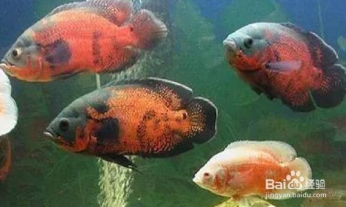 如何穩定魚缸水溫：穩定魚缸水溫是養魚的關鍵