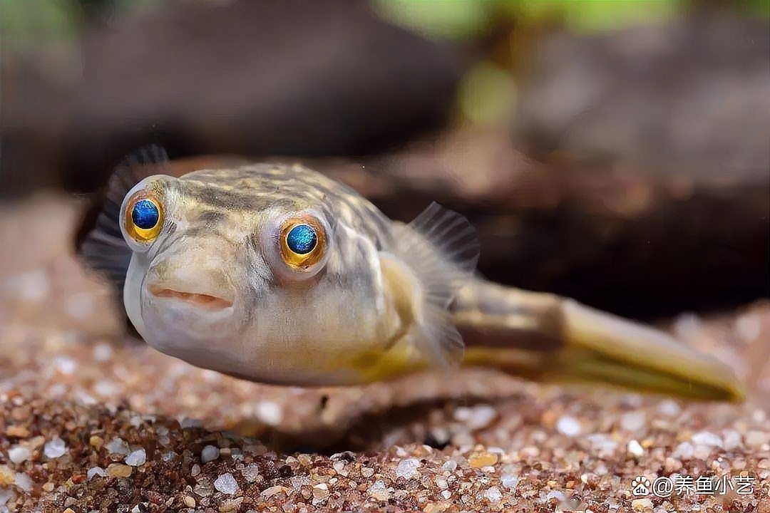 雷龍魚好養還是羅漢魚好養
