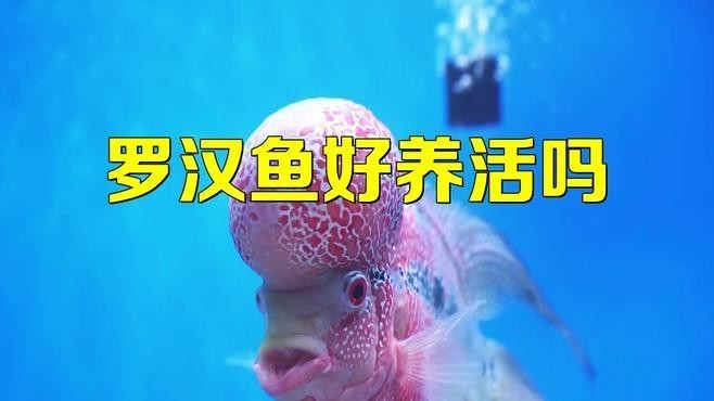 雷龍魚好養還是羅漢魚好養