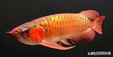 性價比最高的龍魚缸：性價比最高的龍魚缸品牌有哪些？ 性價比最高的龍魚缸：性價比最高的龍魚缸品牌有哪些？ 魚缸百科 第3張