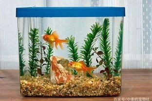 廣西南寧市魚缸批發市場在南寧市魚缸批發市場在哪里：南寧魚缸批發市場
