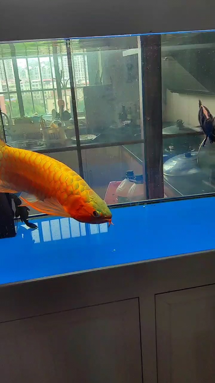 六一匯演