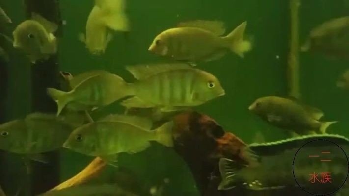 海豚標志的魚缸：海豚標志的魚缸在現代室內設計中的應用及其美學價值