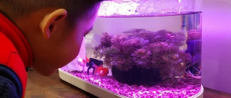 畫法幾何魚缸說明書視頻：如何通過簡單的畫法幾何技巧來制作一個魚缸