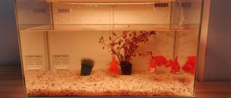畫法幾何魚缸說明書視頻：如何通過簡單的畫法幾何技巧來制作一個魚缸