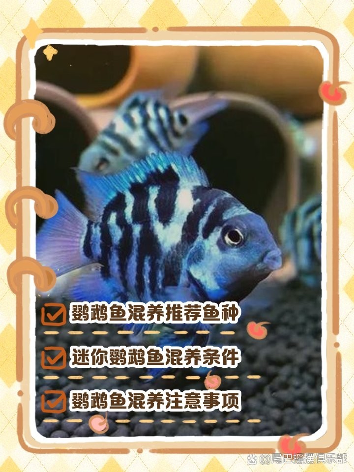 銀龍魚和羅漢魚能混養嗎
