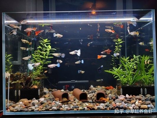 魚缸水質(zhì)監(jiān)測(cè)與自動(dòng)清潔裝置配合：智能魚缸水質(zhì)監(jiān)測(cè)與自動(dòng)清潔裝置的設(shè)計(jì)方案介紹