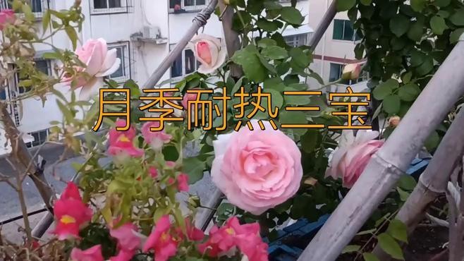 紅龍月季哪個品種最耐熱？