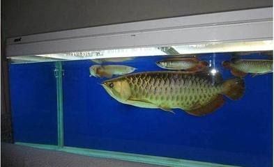 龍魚缸ph多少合適，如何檢測龍魚缸ph值，龍魚缸換水最佳時機
