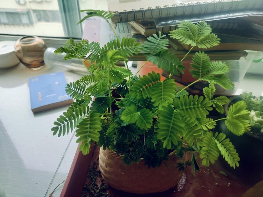 含羞草養的不孬