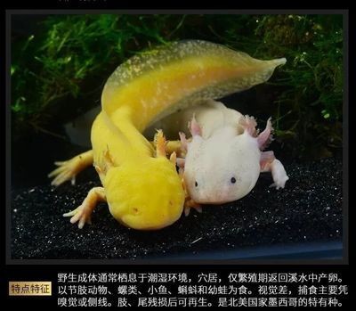 六角恐龍魚可以吃龜飼料嗎（六角恐龍魚可以吃龜飼料但不建議長期以此為主食）