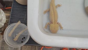 六角恐龍魚可以吃龜飼料嗎（六角恐龍魚可以吃龜飼料但不建議長期以此為主食）